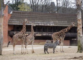 Nov bistro, vc msta pro irafy i dol ohroen divoiny. Libereck zoo chyst novinky